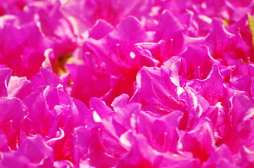 満開の赤いツツジのクローズアップ