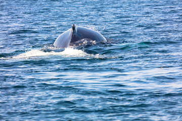 Fototapeta premium Whale, cape cod