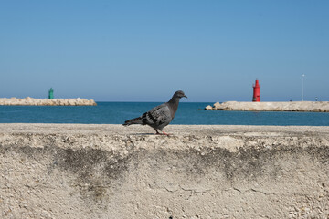 dove pigeon, Italy