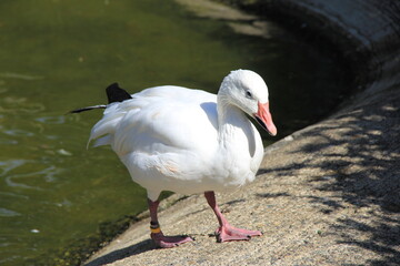 水辺のハクガン