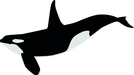 illustrated orca © petervw