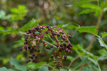 Elderberry, Sanbucus nigra 