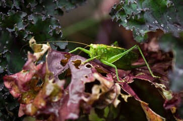 Green grasshopper on the violet plans
