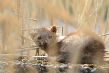 Beech marten lying on the ground. Wildlife scene from nature. Martes foina. Beech marten in the nature habitat.