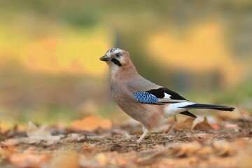 Eurasian jay sitting on the stump. (Garrulus glandarius)Bird in the nature habitat. Wildlife scene from nature.