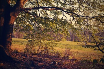 spring in the nature. Beech forest in czech republic