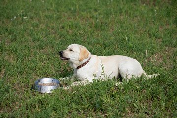 Labrador puppy snarls as it lies near bowl of food
