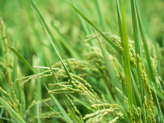 実り始めた稲　夏の風景