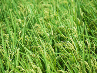 実り始めた稲　夏の風景