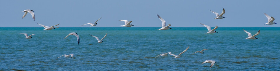 Fototapeta na wymiar Banner. A flock of seagulls flying in a cloudless sky over the surface of the blue sea. Free wild birds in their natural habitat on a sunny summer day.