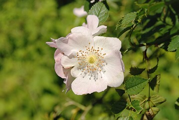 Makro von einer zarten Blüte der Heckenrose