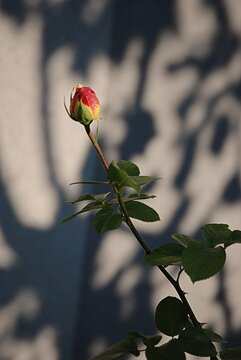 Makro einer roten Rosenknospe.