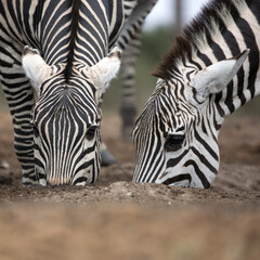 Fototapeta na wymiar Two Zebra (Equus quagga) drinking from a waterhole. Kenya. Square Composition.