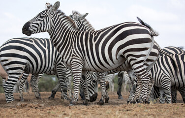 Naklejka premium Zebry (Equus quagga) w pobliżu wodopoju. Kenia.