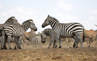Fototapeta na wymiar Zebras (Equus quagga) near a waterhole. Kenya. 