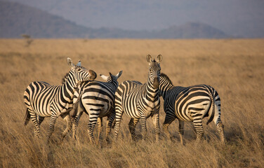 Naklejka premium Zebras (Equus quagga) in the wild. Kenya. 