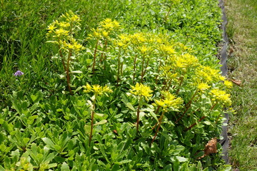 Numerous yellow flowers of Sedum kamtschaticum in May