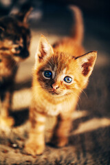 Cat. Kitten. Fun. Animal. Photo. 