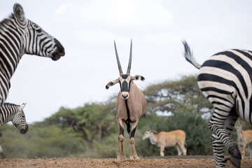 Beisa oryx (East African oryx) (Oryx beisa), Kenya, East Africa, Africa. 