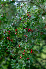 hawthorn, Crataegus in a forest in Luxembourg
