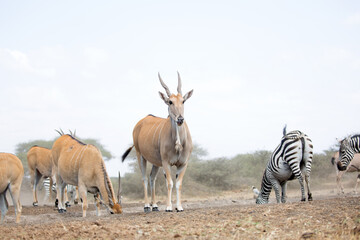 Naklejka premium A female common eland, front view looking at camera, with sloped spiral horns, hump and dewlap with neck mane