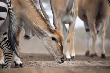 A female common eland, front view looking at camera, with sloped spiral horns, hump and dewlap with neck mane