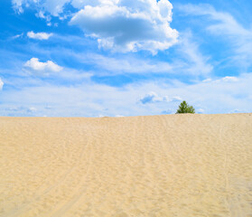 One green bush in the desert, summer landscape