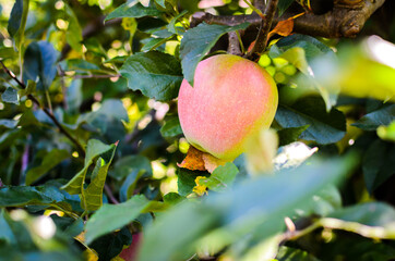 Fresh ripe organic apples on tree branch in apple orchard.