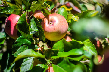 Fresh ripe organic apples on tree branch in apple orchard.