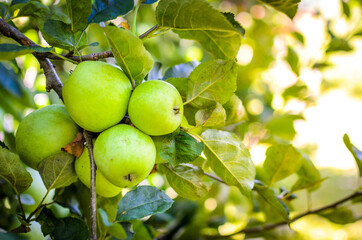 Fresh ripe organic apples on tree branch in apple orchard.