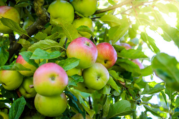 Fresh ripe organic apples on tree branch in apple orchard.