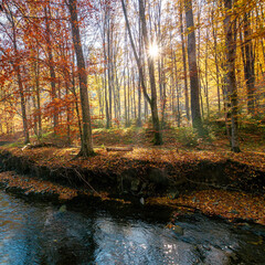 small mountain river among the forest. beautiful nature scenery at sunrise. beech trees in colorful foliage. sunny weather