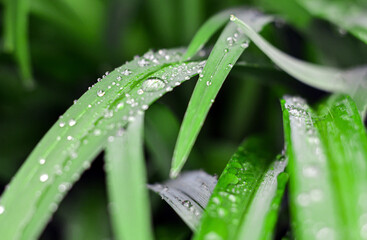 dew on the green grass