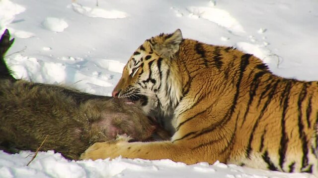 Siberian tiger eating boar prey