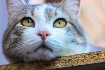 A sad cat with green eyes lies on the window sill on a warm sunny day and look away.