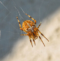 Kreuzspinne