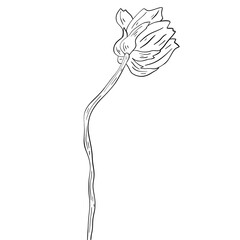 Beautiful monochrome line floral illustration on white background. Hand-drawn flower. Design greeting card and invitation of holiday. Line art raster illustration.