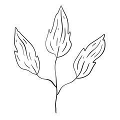 Beautiful monochrome line floral illustration on white background. Hand-drawn leaf. Design greeting card and invitation of holiday. Line art raster illustration.