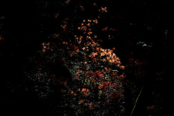 光に照らされた花