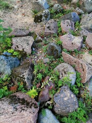 rocks and greenery near the Gulf of Finland