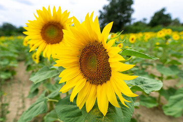 Naklejka premium Italy Tuscany Grosseto, Ombrone river new bridge, sunflower plantation, sunflower with pollinating bee