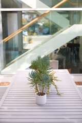 Display Of Plants On  Outdoor Garden Table In Family House