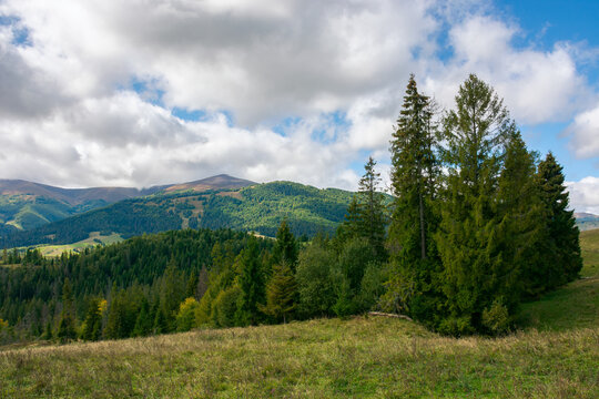 spruce forest on the meadow in mountains. autumn weather with clouds on the sky. beautiful carpathian landscape