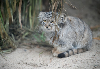 Obraz premium Pallas's cat (Otocolobus manul). Manul is living in the grasslands and montane steppes of Central Asia. Little cute baby manul. Learning process. Small wild kitten. First step
