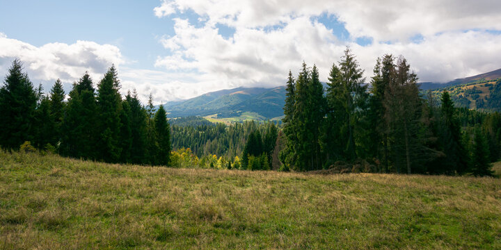spruce forest on the meadow in mountains. autumn weather with clouds on the sky. beautiful carpathian landscape. panoraminc view