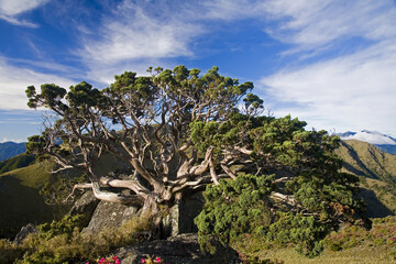 Yushan Juniper Taiwan