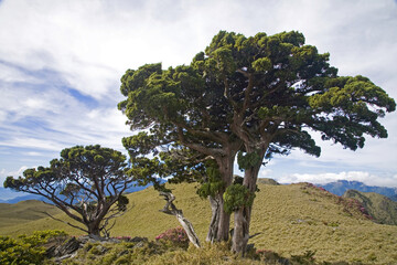 Fototapeta premium Yushan Juniper Taiwan