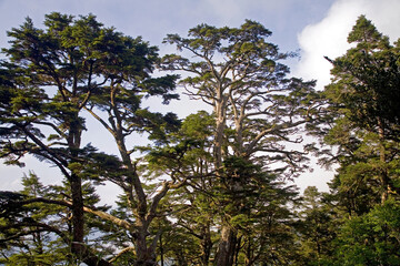 Taiwan Hemlock Forest Taiwan