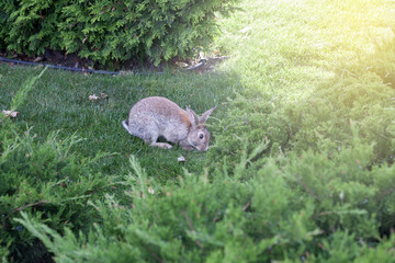 wild bunny in the green meadow © Олеся Кузина