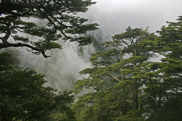Taiwan Hemlock Forest Taiwan